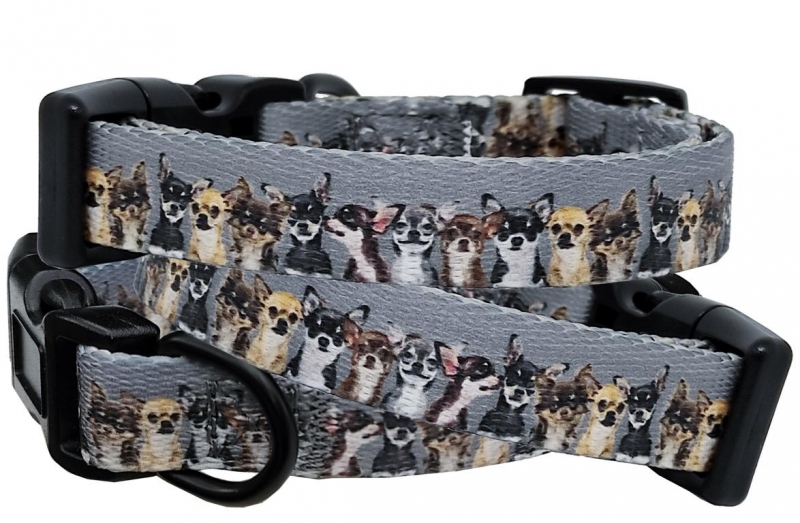 Hundehalsband Chihuahua