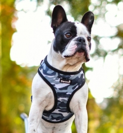 Geschirr fr Franzsische Bulldogge, Mops und Co