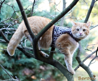 Katzenjacke Walking Jacket Leopard für Katzen
