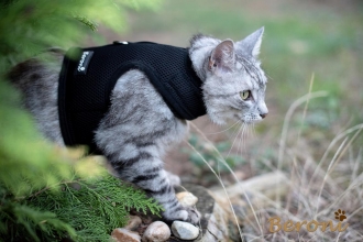 Kitty Walking Jacket classic schwarz