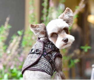 Hundewesten-Geschirr Da Vinci Wolle Pepita elegant braun