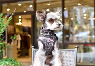 Hundewesten-Geschirr Da Vinci Wolle Pepita elegant braun