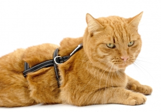 Sicherheits Katzengeschirr Beroni Safety Harness Pro