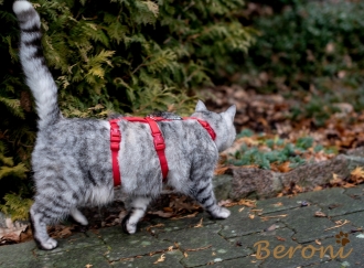 Katzen Sicherheitsgeschirr Beroni Safety Harness Classic rot