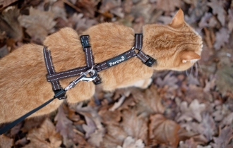 Sicherheits Katzengeschirr Beroni Safety Harness Pro braun