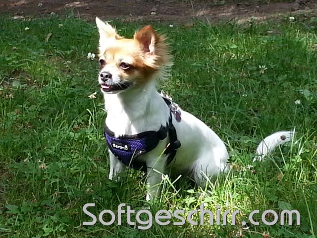 step in hundegeschirr harness chihuahua geschirr